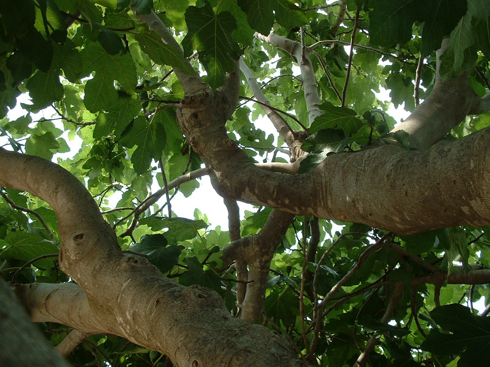 Como se llama el arbol de nuez