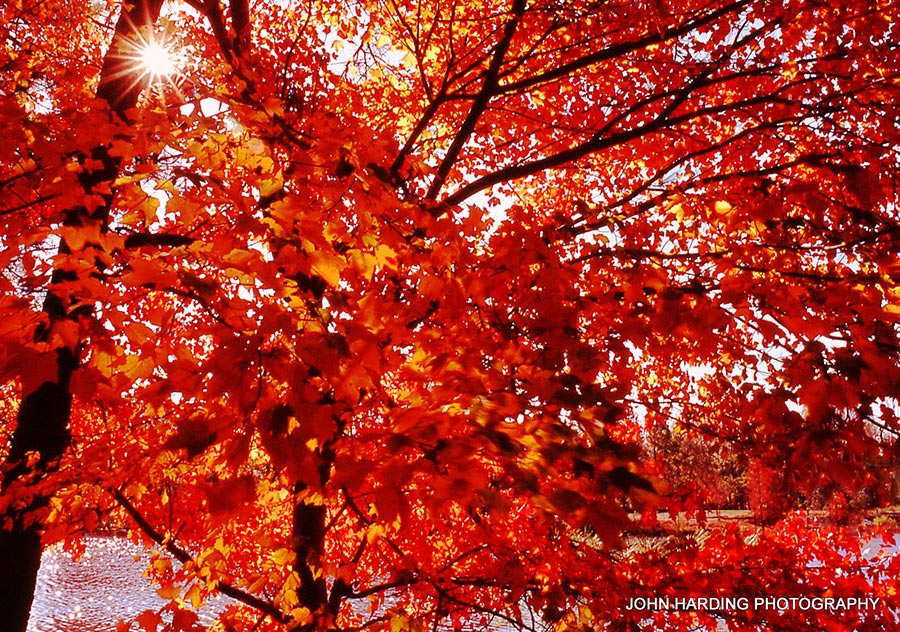 El Roble rojo