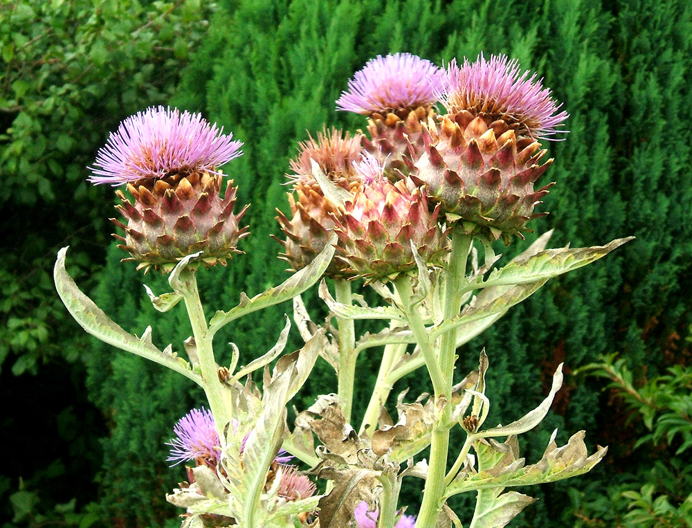 Planta Alcachofera