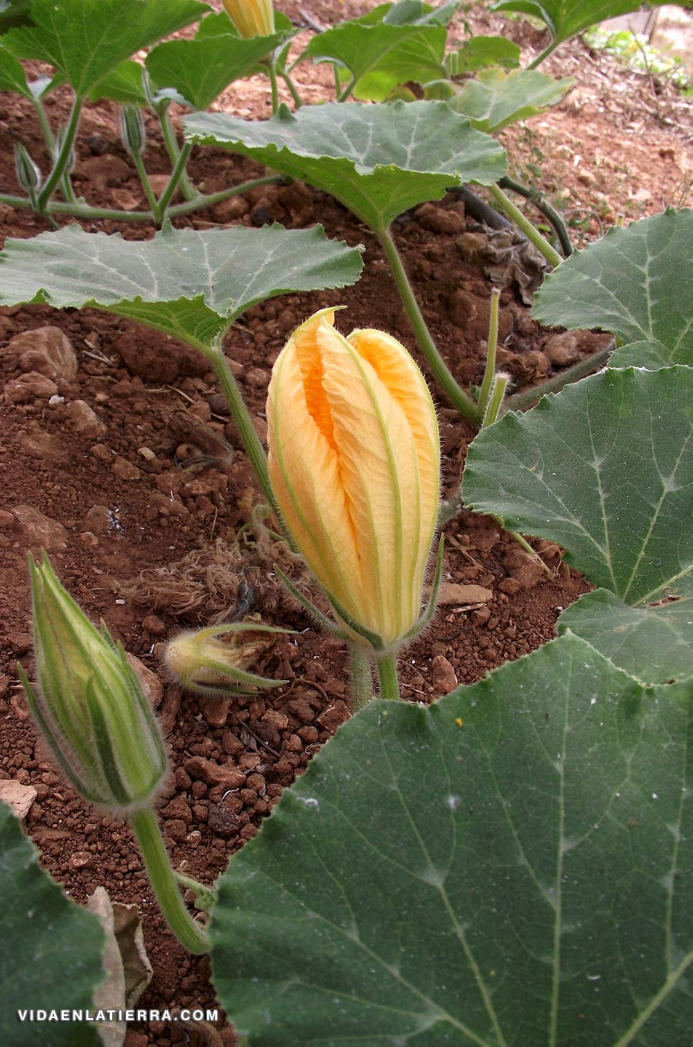 La flor masculina del calabacín 