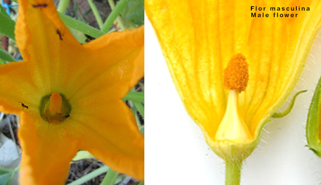 La flor masculina del calabacín 
