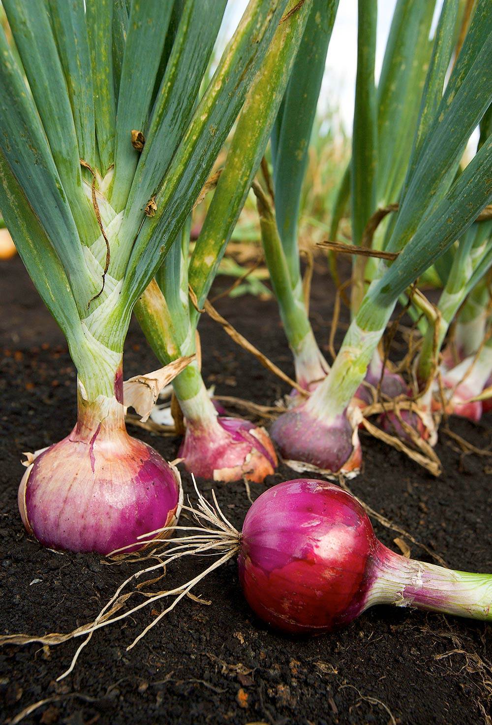 La Cebolla Allium Cepa Vida En La Tierra