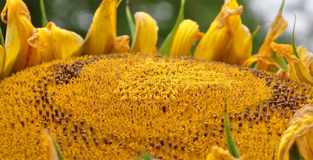 Flor de un girasol - semillas