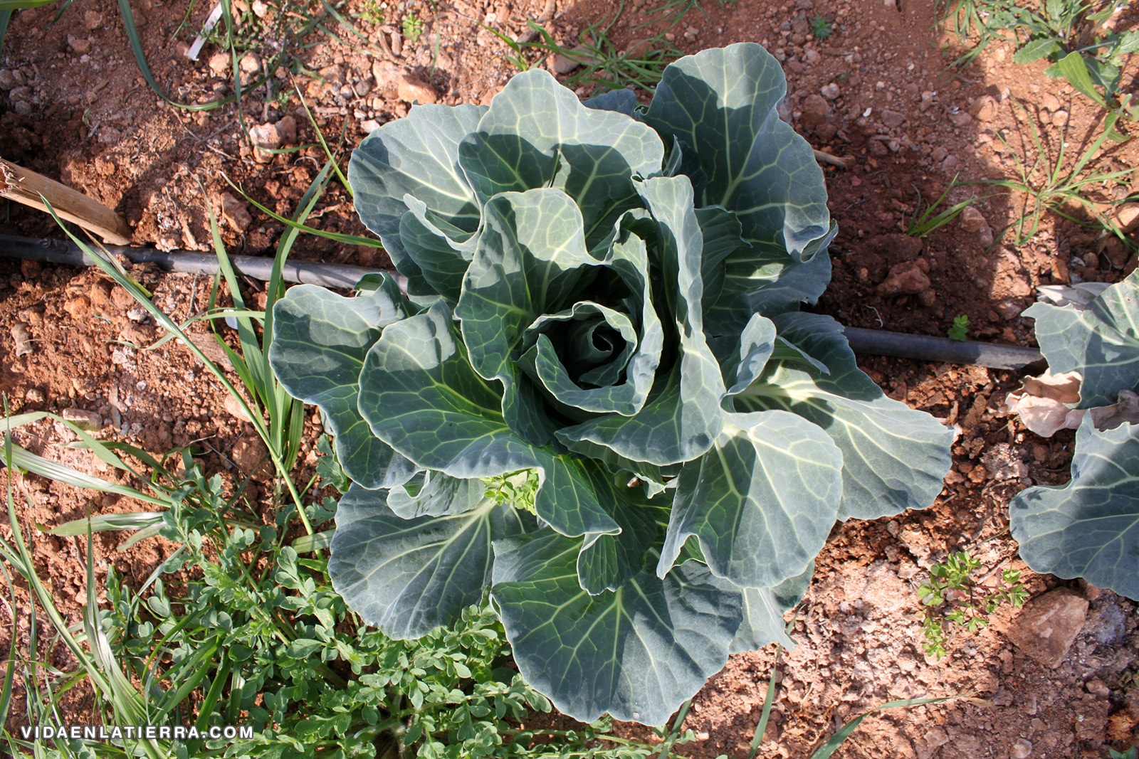 La planta de la Col Repollo