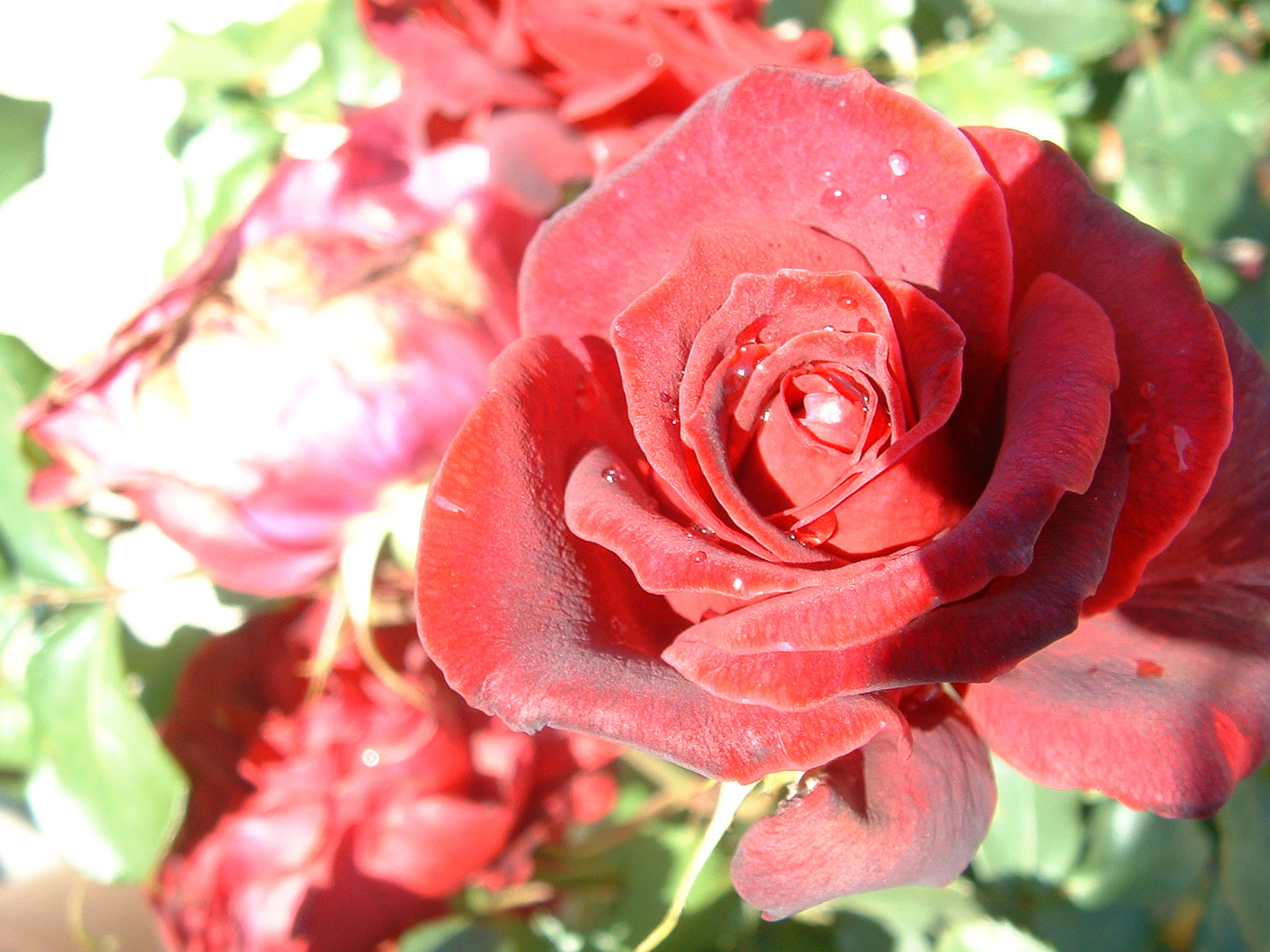 Rosal lleno de rosas rojas