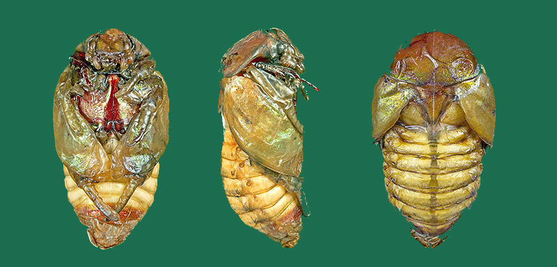 Vida en la Tierra - Insectos que viven bajo tierra y transforman la