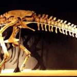 Tyrannosaurus