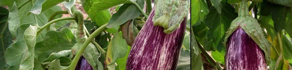 planta berenjena