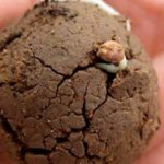 bolitas semillas tierra