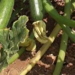 planta calabacin