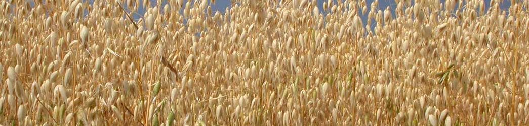 campo avena