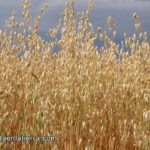 campo avena