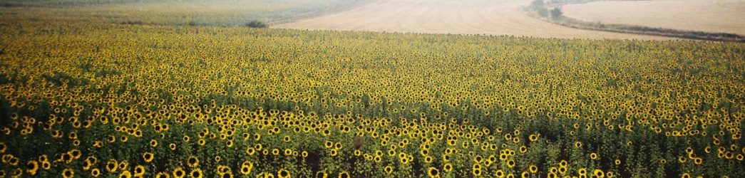 girasoles