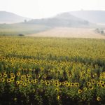 girasoles