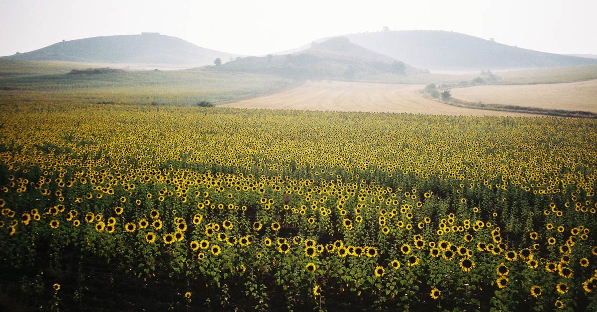 girasoles