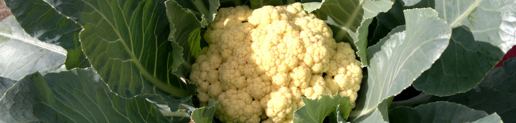 coliflor en la planta