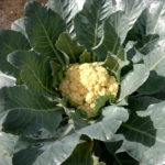 coliflor en la planta