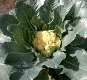 coliflor en la planta