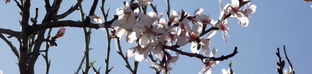 flores almendro