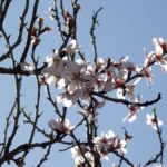 flores almendro