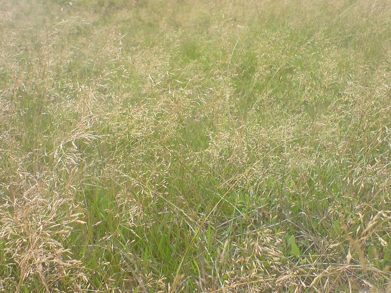 Cañuela (Festuca pratensis)