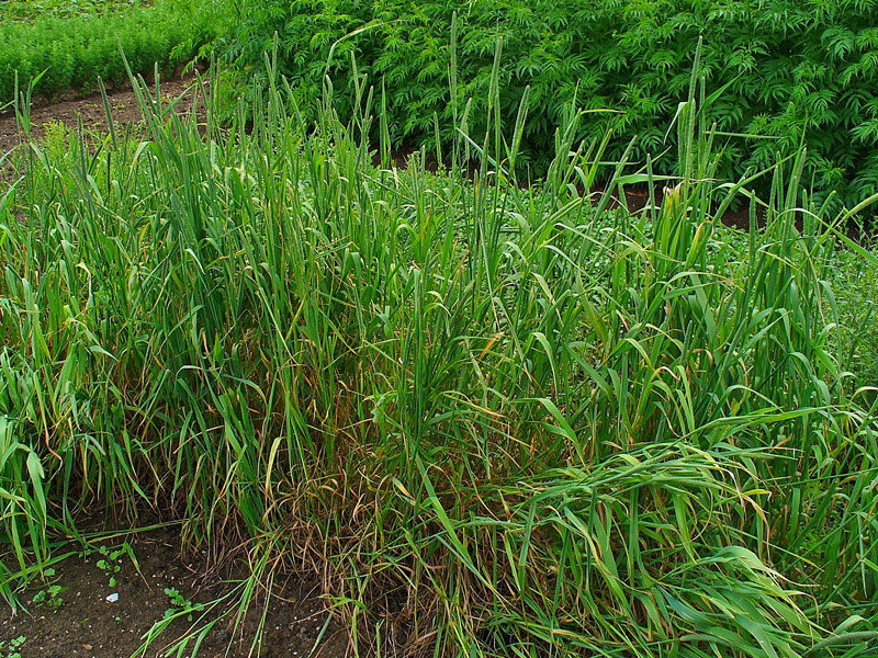 Hiervas Fleo (Phleum pratense)