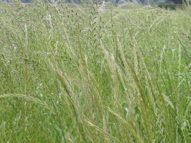 Raygrás italiano (Lolium multiflorum)