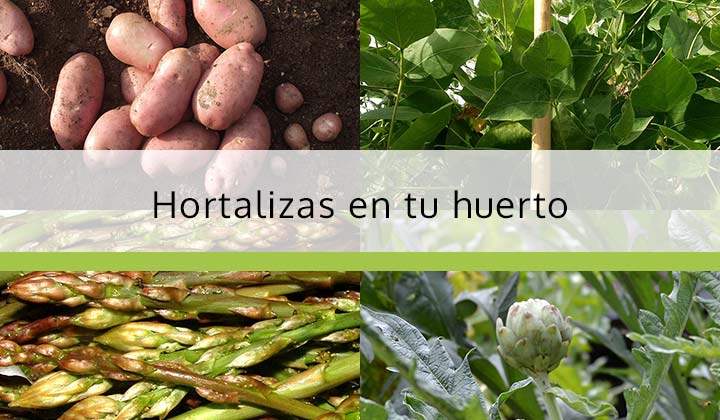 cultivar hortalizas