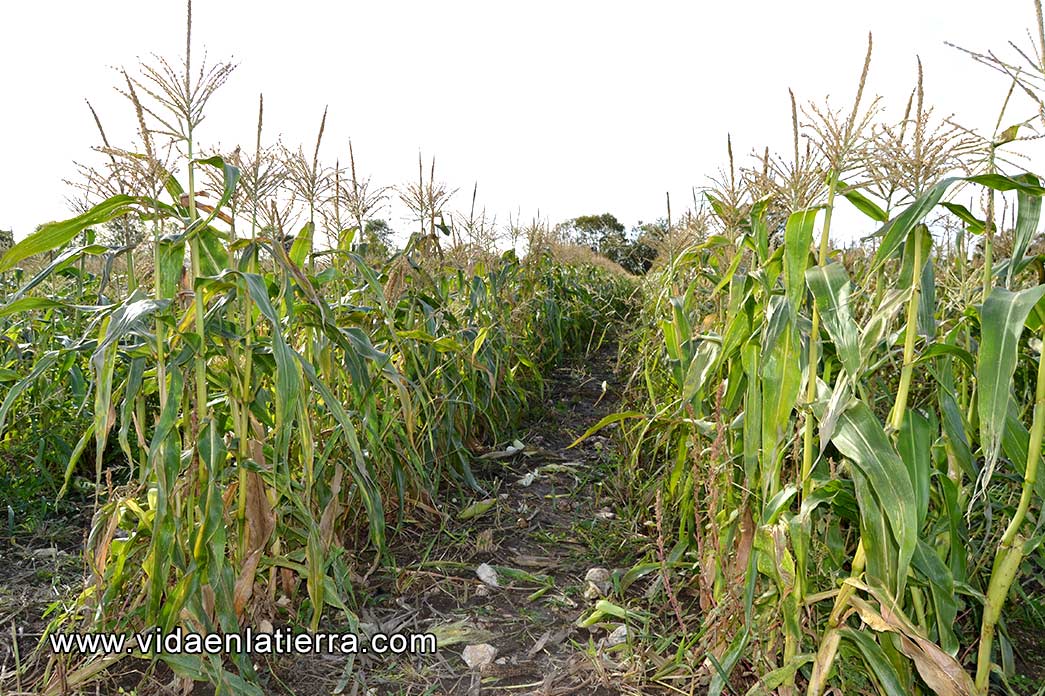 campo de maiz