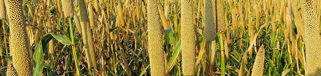 campos de mijo