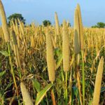 campos de mijo