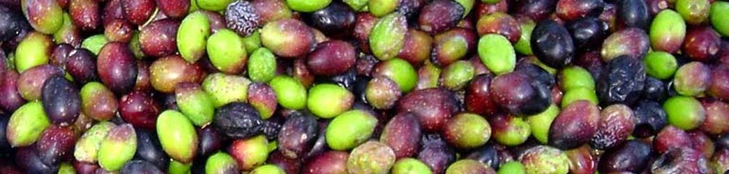 olivas
