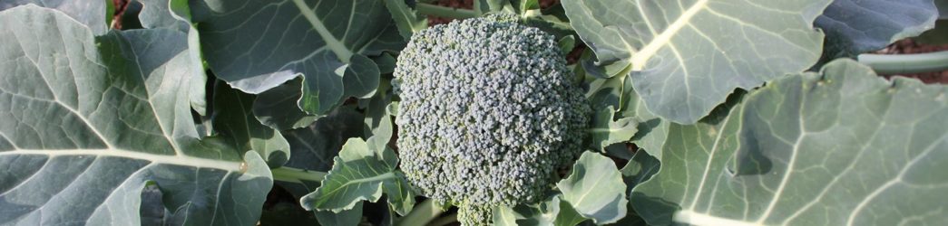 foto brocoli verde en planta
