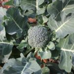 foto brocoli verde en planta