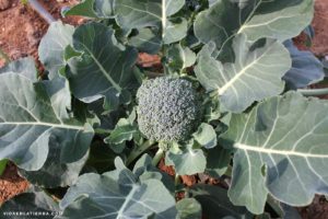 foto brocoli verde en planta