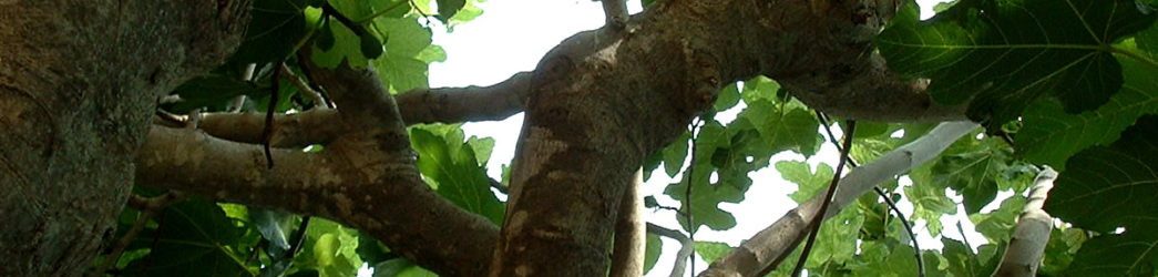 ramas de la higuera