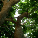 ramas de la higuera