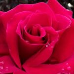 rosa roja