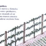Soportes de alambre para las plantas trepadoras
