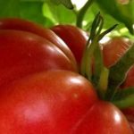 tomateras