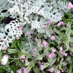 asociar plantas