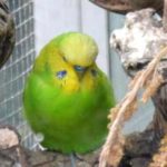 Pájaros en invernaderos