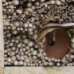 insectos en un hotel