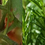 plantas compañeras