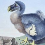ave dodo