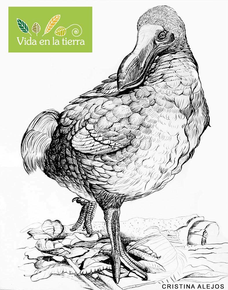 pajaro dodo dibujo tinta china