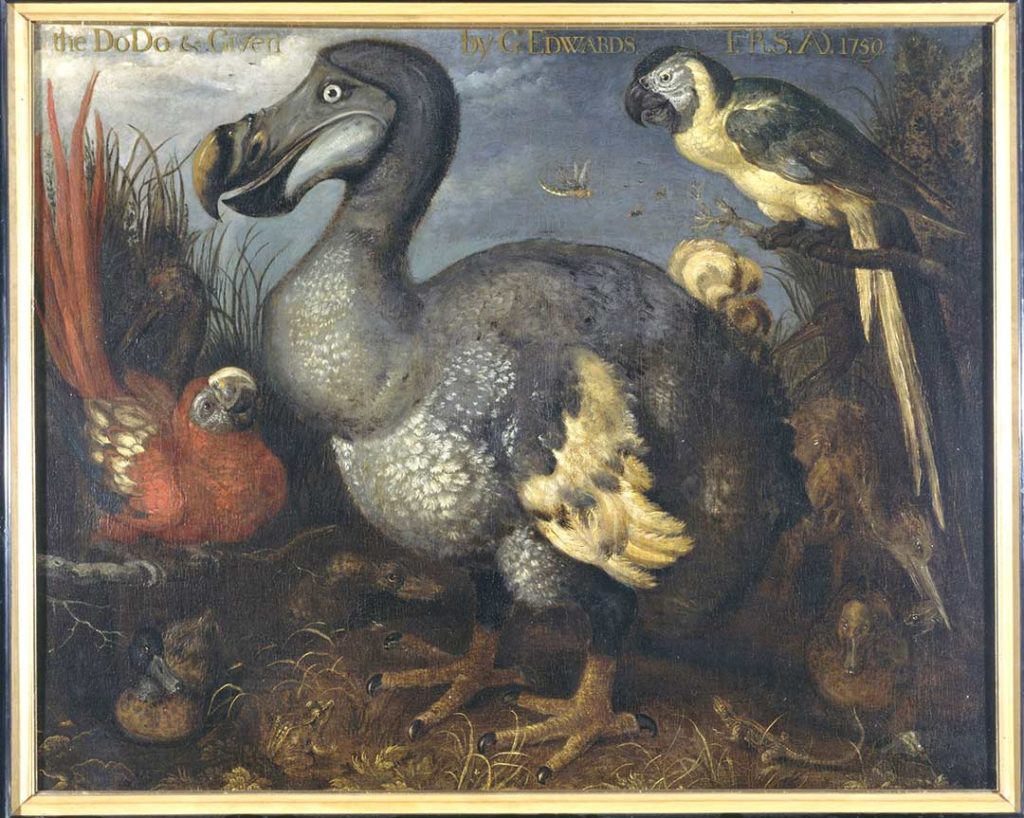 pintura pájaro dodo